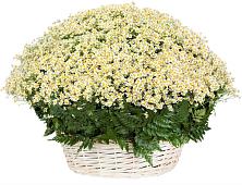 Цветочная композиция из Ромашки в корзине #REPLACE_PRED# Барабинске